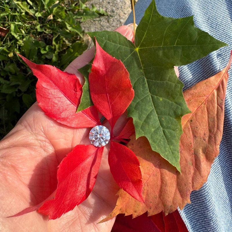 e6ff0636-1f78-4bb1-ba6f-9316df558569